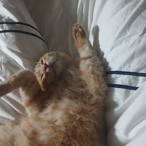 Elegant Tan Women's Belt